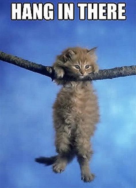 just hang in there cat.
